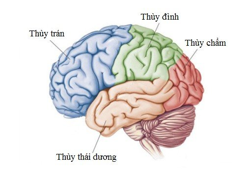 Ảnh có chứa Bộ não, bản phác thảo, hình vẽ  Mô tả được tạo tự động